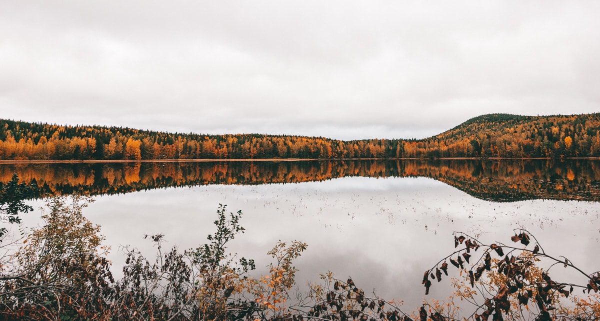 nature,trees,lake,autum